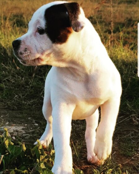 Cucciolo Staffordshire