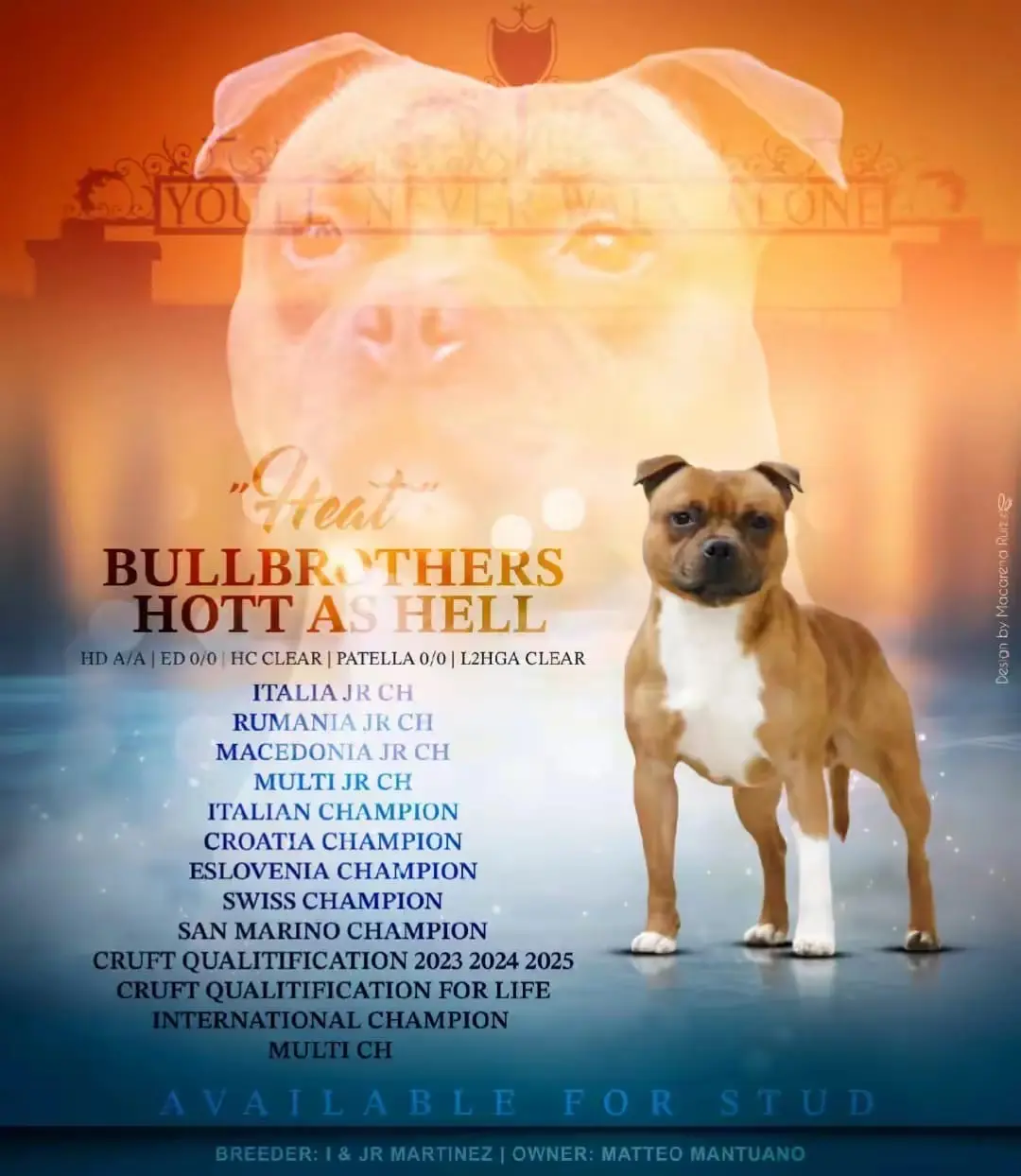 HEAT - Campione Italiano Staffordshire Bull Terrier