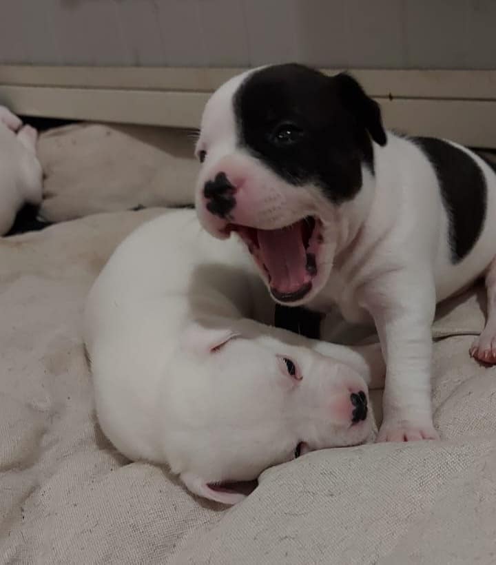 Cuccioli che giocano