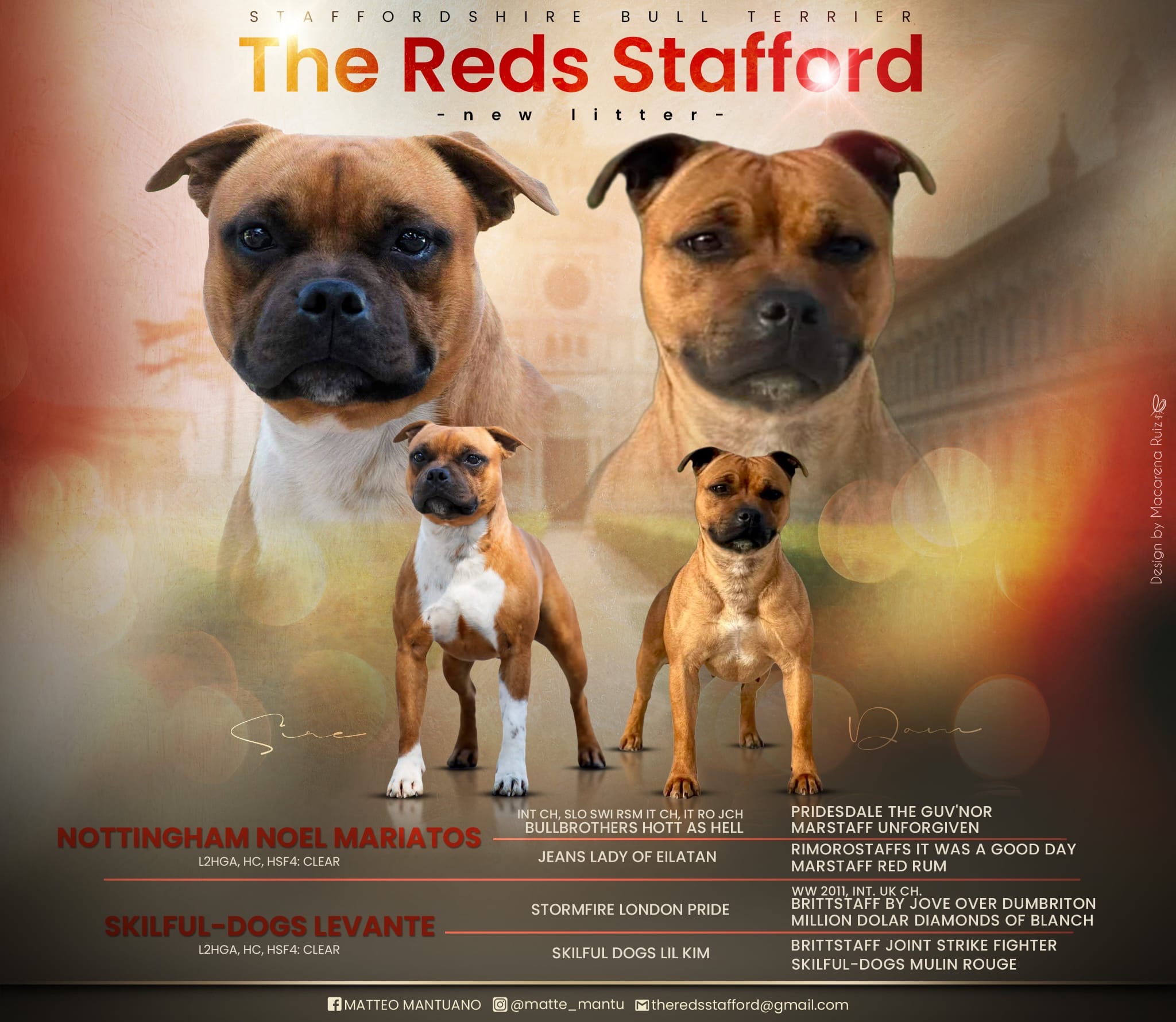 Nuova Cucciolata TheReds Stafford Maggio 2026 - Nottingham Noel Mariatos x Skilful-Dogs Levante