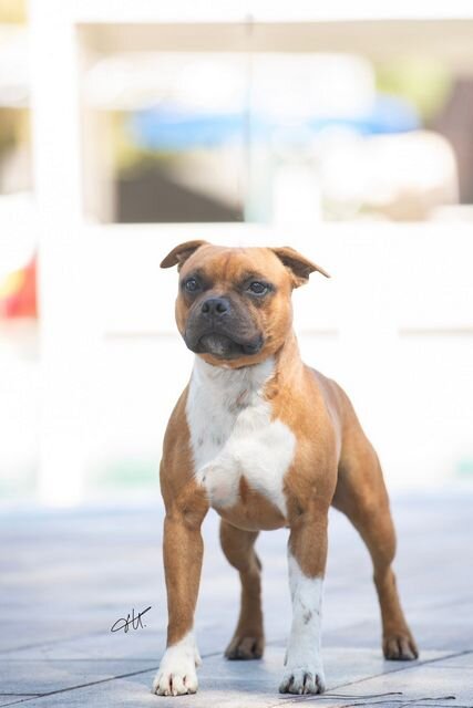 Nottingham Noel Mariatos