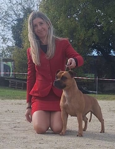 Roma - Staffordshire Bull Terrier